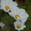 白い花シリーズ67