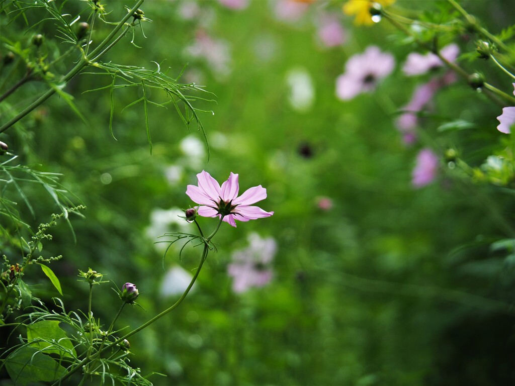 秋の兆し