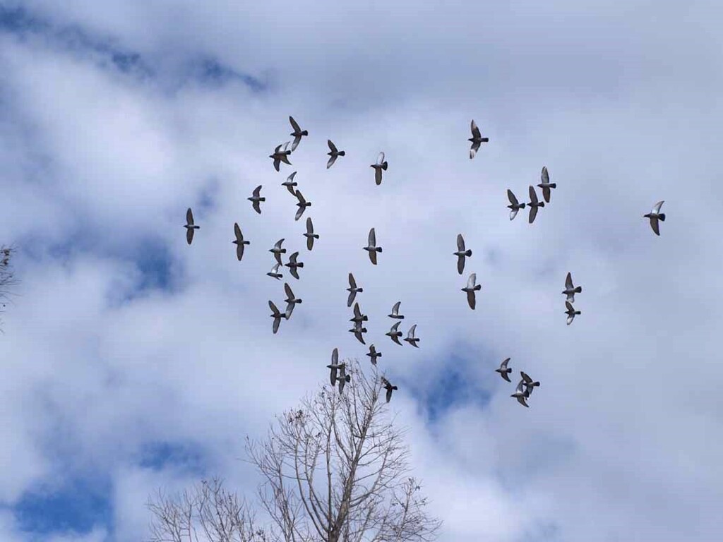 冬空に舞う