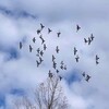 冬空に舞う