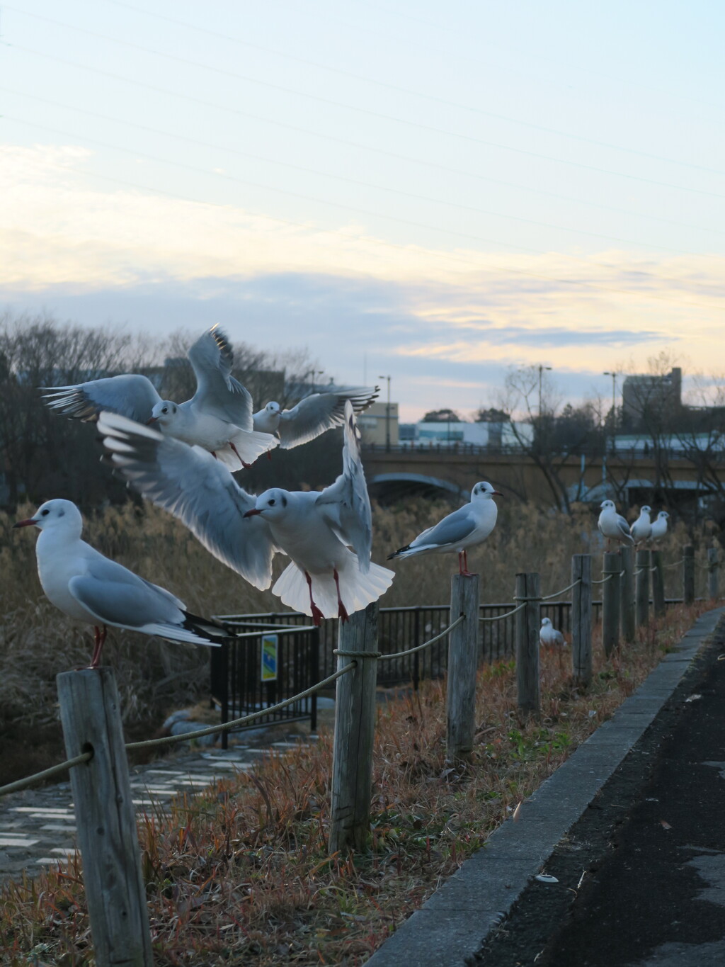 手賀沼に舞うカモメ