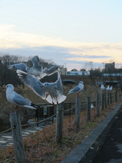 手賀沼に舞うカモメ