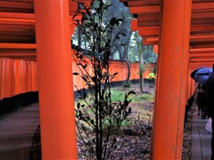 行く道・帰る道