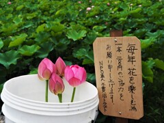 藕糸蓮（ぐうしれん）
