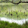 春の観音沼①