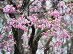 八重桜