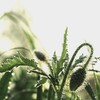雨あがる。。