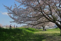 最後のお花見③