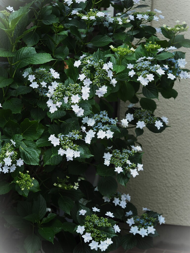 花火上がる