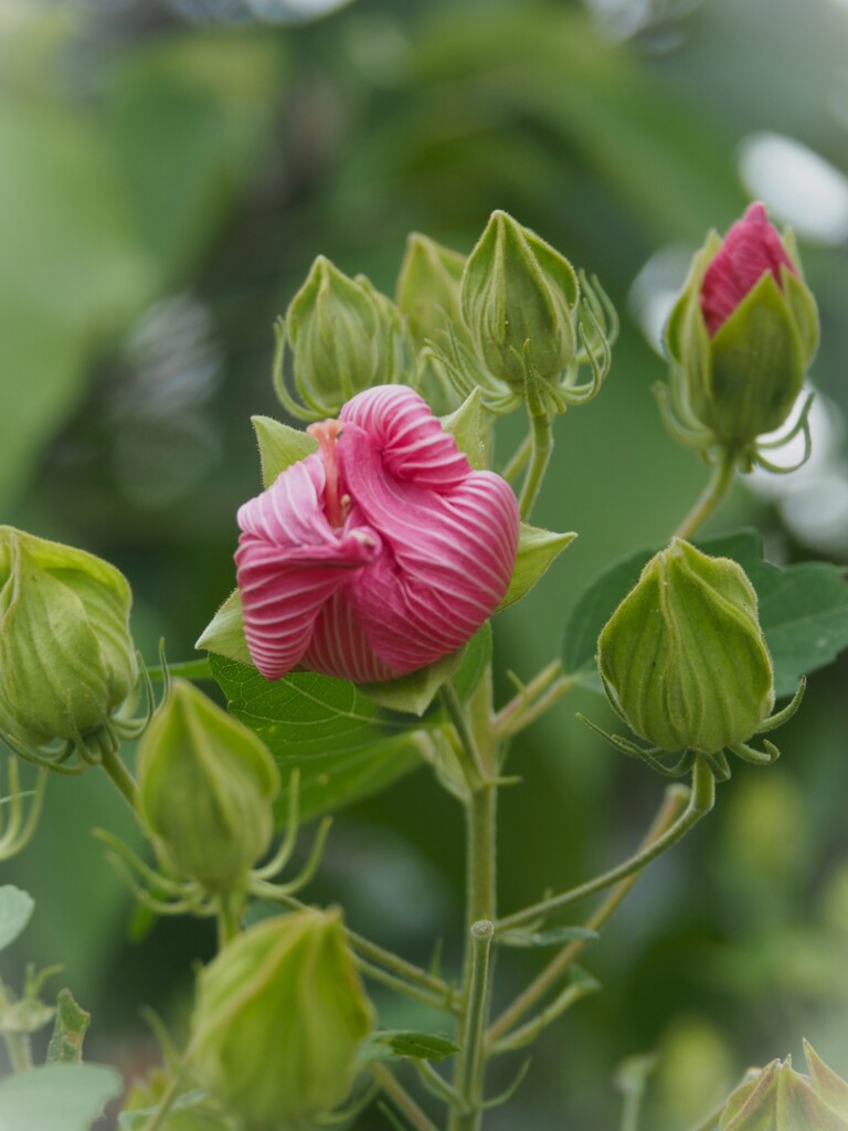 蕾