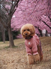 満開の河津桜④