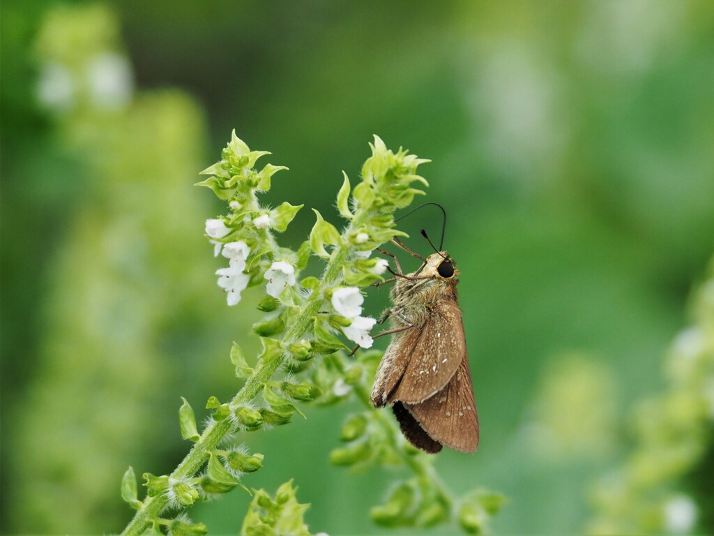 畑の仲間たち③