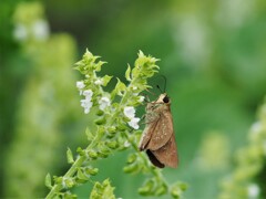 畑の仲間たち③