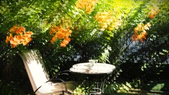午後の紅茶