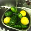 ウリ・うり・瓜