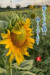 暑中見舞い申し上げます