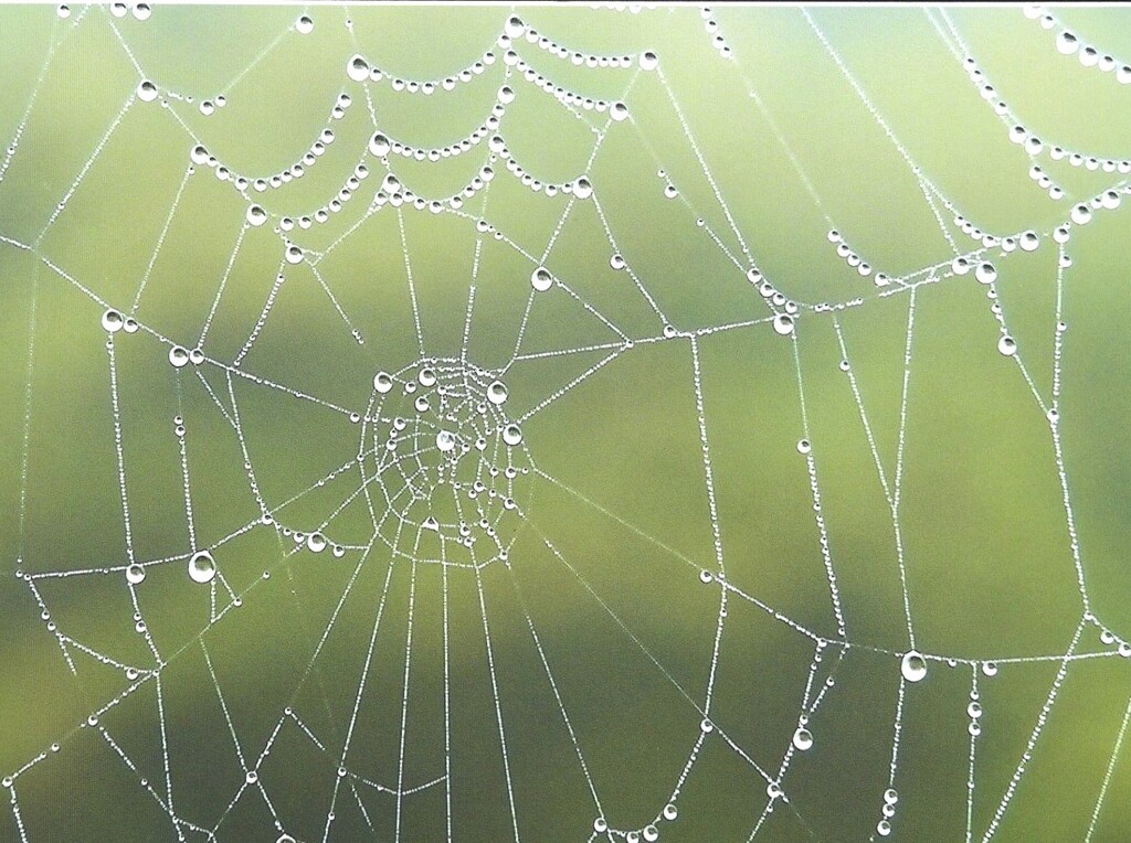 雨の後の　＊おき土産＊