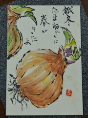 越冬たまねぎに春がきたよ