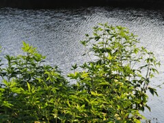 夕方の散歩道①