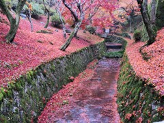 秋の終宴（３）