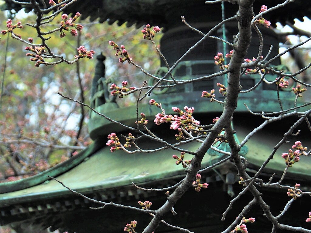 二分咲きでしょうか？