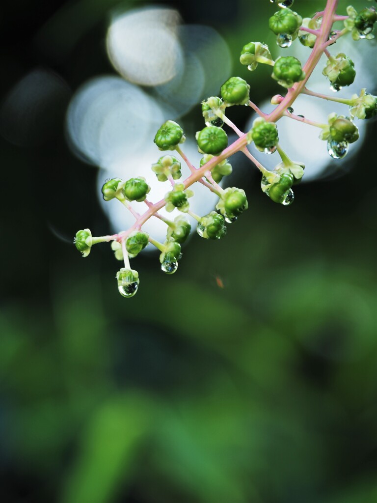 久しぶりの雫