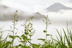 川霧立つ①