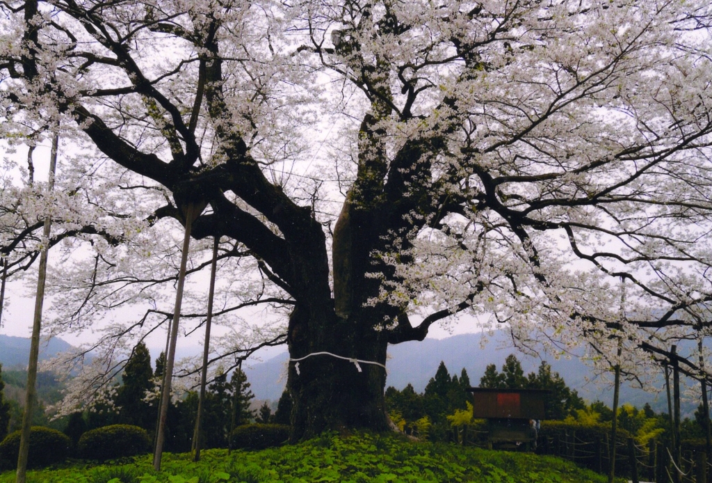 醍醐桜①