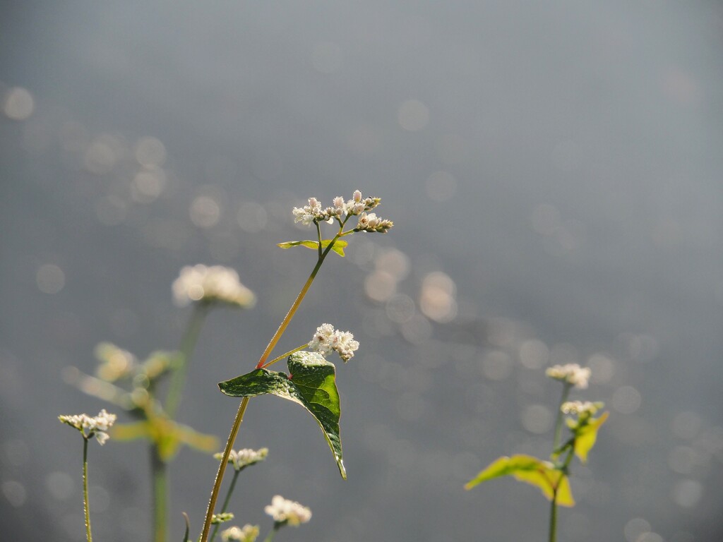 早朝散歩♪