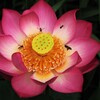 モテモテ