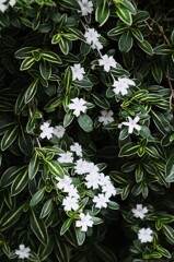 白い花シリーズ⑭