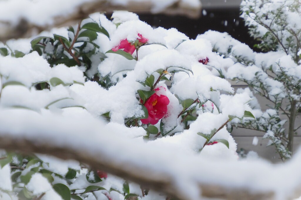綿雪を被った 山茶花