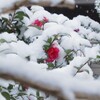 綿雪を被った 山茶花