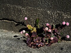 可愛い邪魔物⁇