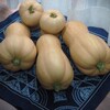 バターナッツかぼちゃ