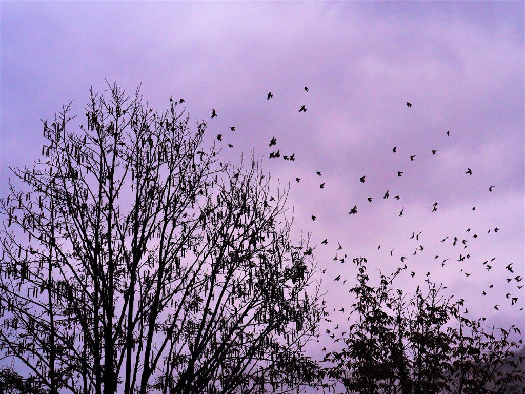 サワグルミの木に群がる鳥たち