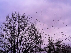 サワグルミの木に群がる鳥たち