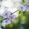 河津桜に魅せられて。。 ①