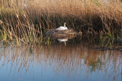 コブ白鳥の親子