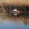 コブ白鳥の親子