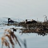 カワウとカモのバトル