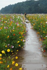 雨のコスモス畑②