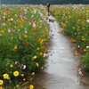 雨のコスモス畑②