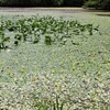 夏を刻む水草