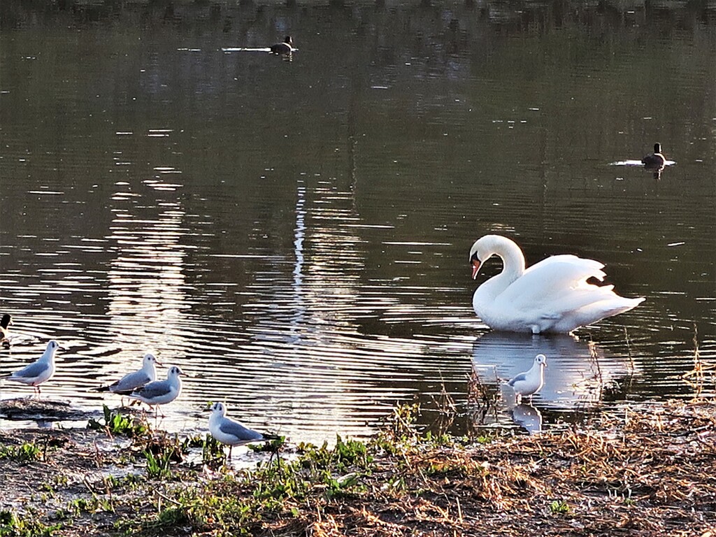 手賀沼の白鳥