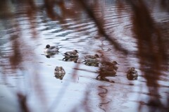 きょうの寝床は？