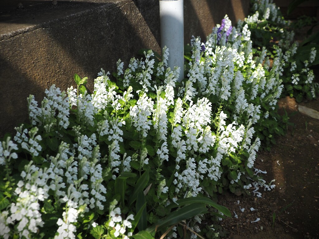 白い花シリーズ