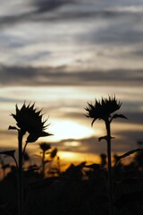 夕暮れ時③