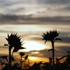夕暮れ時③