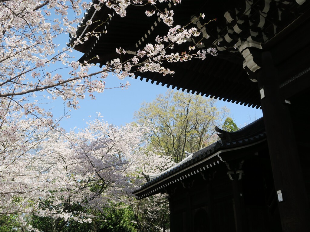 知恩院と桜①